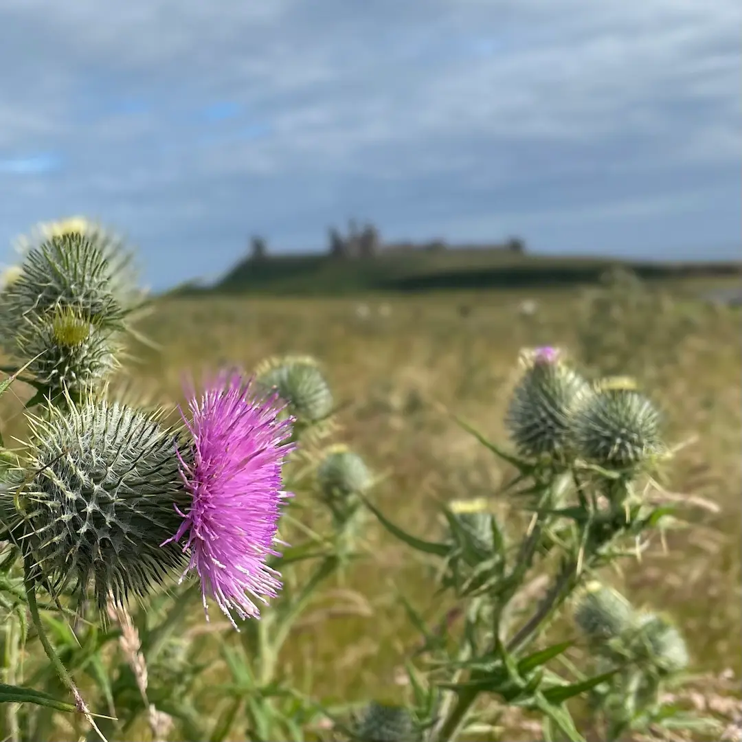 A thistle in bloom with Dunstanburgh Castle in the distance, Northumberland