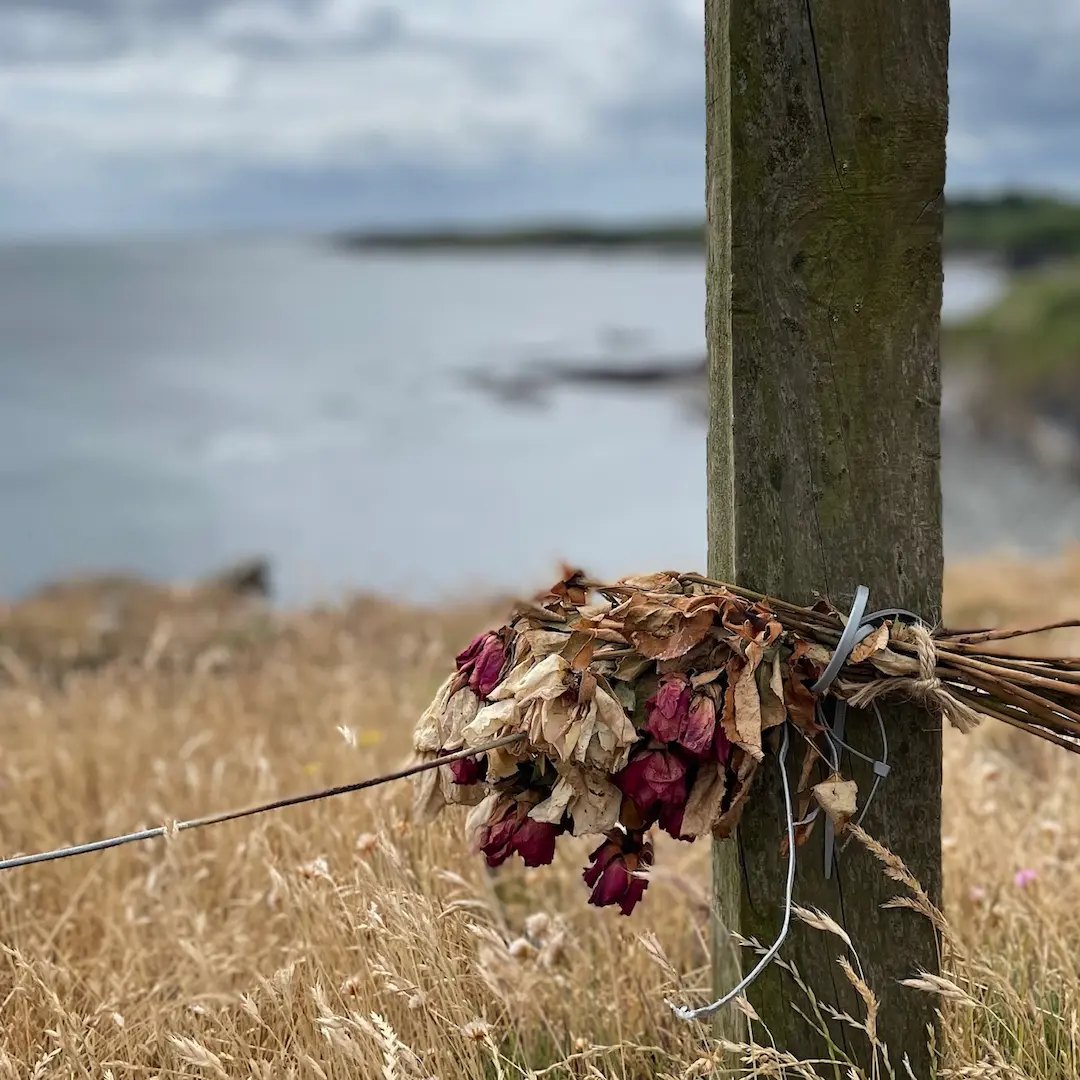 Dried roses tied to a fence post with the sea behind, Northumberland